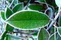 2009.01.26 21:50  リティ "今日は三枚アップします。<br />その２、とても寒い日のラン前、はっぱに霜が"