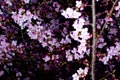 2009.02.11 10:05  Daisy "日当たりがよく、建物に支えられて北風も受けない、カワヅザクラです。でも、風が当たるところでもつぼみはゆるみはじめていました。"