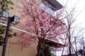 2009.02.11 10:05  Daisy "日当たりがよく、建物に支えられて北風も受けない、カワヅザクラです。でも、風が当たるところでもつぼみはゆるみはじめていました。"