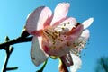 2009.02.14 16:05  はなふう "今日の横須賀春を越して初夏です！久里浜方面をペリーを探しながら走りました♪13.0km＠浦賀～久里浜"