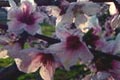 2009.02.19 08:10  リティ "去年の写真ですが、山梨の「笛吹市桃の里マラソン」に参加した時の写真です。もうじき今年の「桃の里マラソン」が近いのでアップしておきます。レース前に会場付近で撮った桃の花、まさに桃源郷です。"