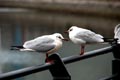 2009.03.01 18:30  カブキ "午前中に３２ｋｍラン。午後からお気に入りの港界隈へ。息抜きがてら。"