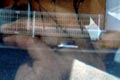 2009.03.19 13:49  はなふう@WBC応援中 "今日はいつものコースを走っていましたが、気がついたら遠くまで来ていて、バスで帰りました。＊バスで帰る亡霊"