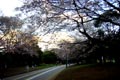 2009.03.26 22:46  ちっち "駒沢公園を5周。10.7kmで68分走る人。もう桜桜が五分咲きでした。"