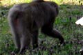 2009.03.31 19:32  やゃゃ "生きてます…が脹脛～アキレス腱雷故障中につき走れてません。悔しい！？のでまたまたきたない脚のテーピングの写真＆今日のウォーキング中見た野生のサルの写真UPします"