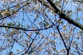 2009.04.02 12:35  はなふう＠休養中 "久しぶりのrunです♪桜に間に合った！＊桜道！"