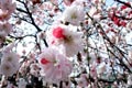 2009.04.04 00:20  たーたん "ようやく地元周辺で、桜の見頃を迎えました。今週末は多くの人出が、ありそうですね。"