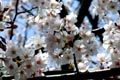 2009.04.04 00:20  たーたん "ようやく地元周辺で、桜の見頃を迎えました。今週末は多くの人出が、ありそうですね。"