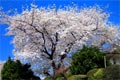 2009.04.07 12:15  カブキ "桜満開！　桜・桜のファン・ラン・ランです！"