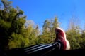 2009.04.07 12:15  カブキ "桜ランニング前の脹脛ストレッチ"