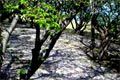 2009.04.12 19:07  はなふう "昨日なのですが桜の舞い散る中走りました♪気持ちヨカッタです♪(^◇^)V＊さくら・じゅうたん"