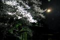 2009.04.12 21:04  オーバー "宮城でも桜が満開になりました！"