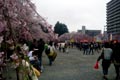 2009.04.12 21:04  オーバー "宮城でも桜が満開になりました！"