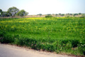 2009.05.04 11:55  カブキ "利根川河川敷の真っすぐな道の脇には、菜の葉がいっぱいです。"