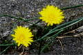 カブキ。路傍の草花シリーズ。