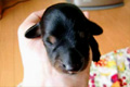 レース当日の朝にダックスの子犬が産まれました