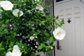 我家の玄関開けたら夏の花『むくげ』が鼻先に迫ってきます。このまま大きく成長したら隠し玄関になりそうです