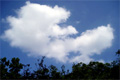 休足日の今日、娘とピクニックで見上げた秋の空。とてもいい色の雲でした。